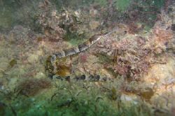 Greater pipefish. internal flash - no enhancement by David Abecasis 